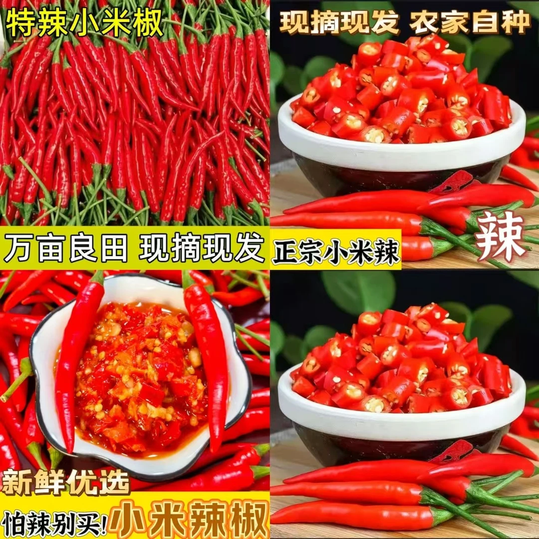 新鲜小米辣特辣现摘餐饮家用朝天椒农家小米椒批发剁椒辣椒酱鲜椒