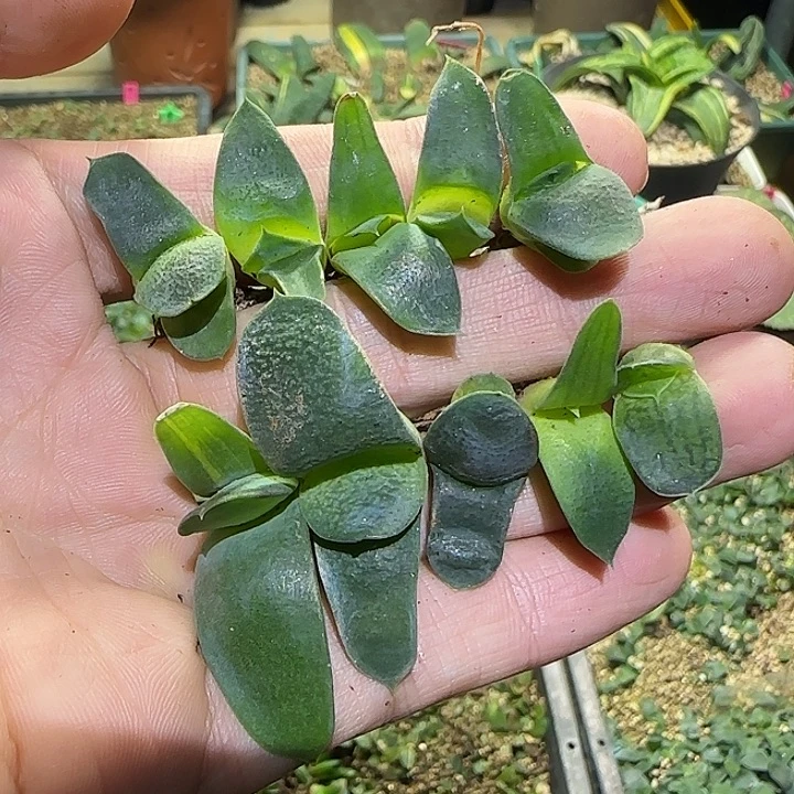 1号，卧牛小苗10颗一组，有一颗带锦，不寄养