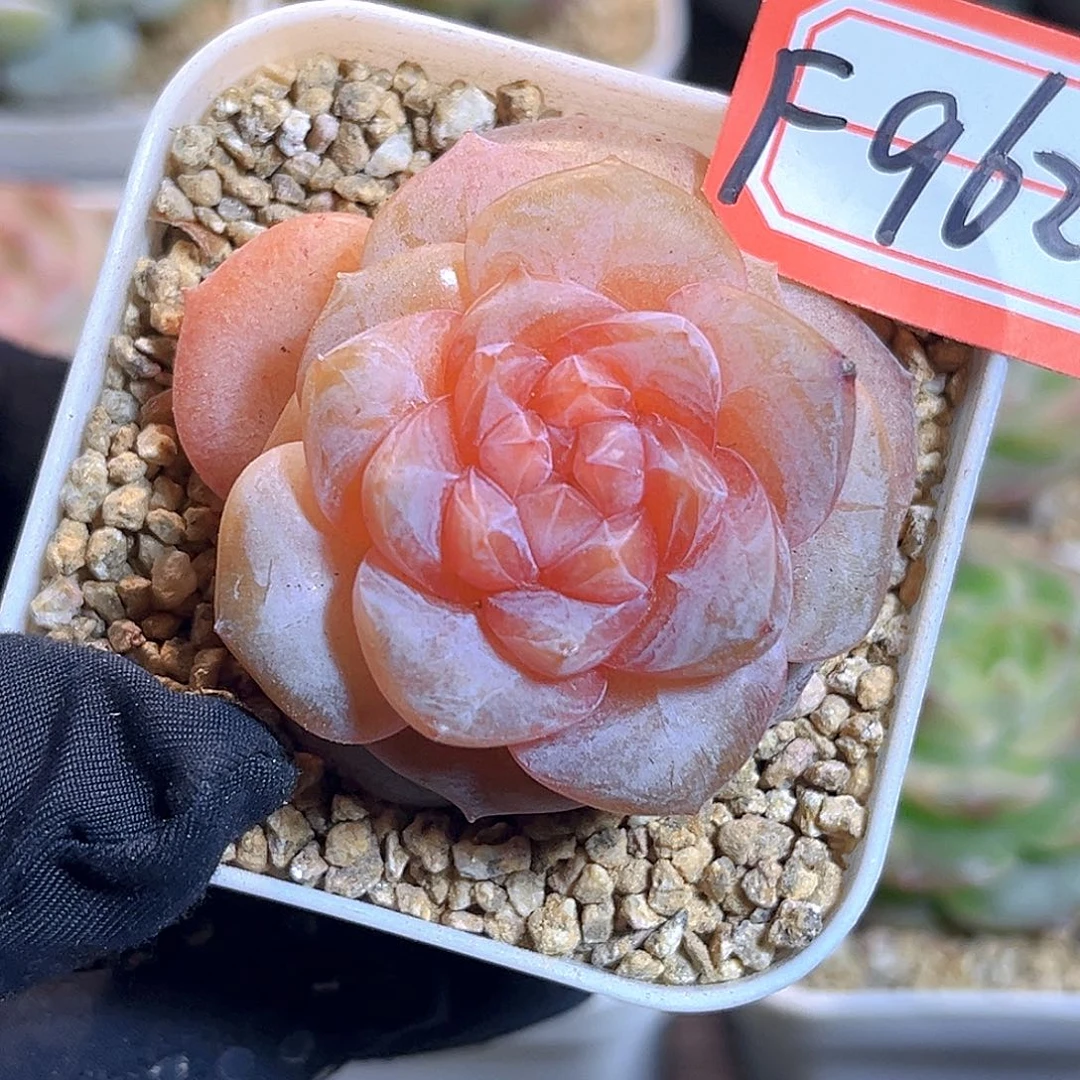 F962一物一拍 蜜芽 半价