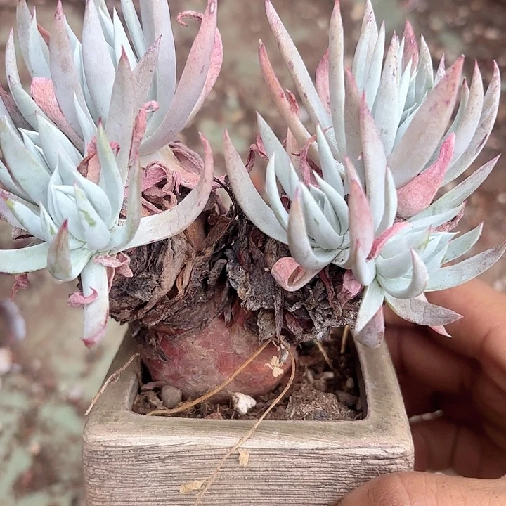 仙女杯多肉植物提取