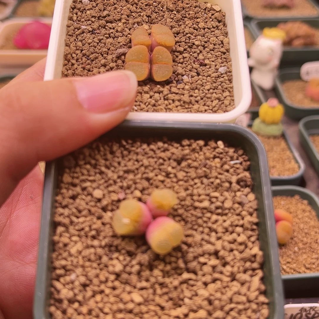 日本老头玲两颗福利款可带盆土发货