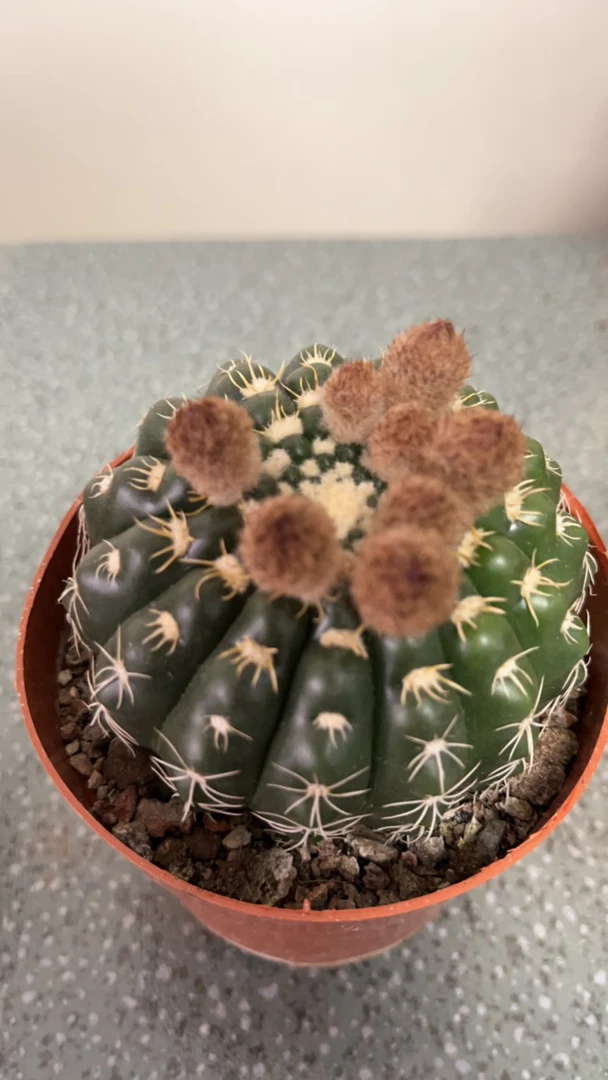 玄美玉 实生仙人球，直径6cm开紫红色，脱土裸根发货