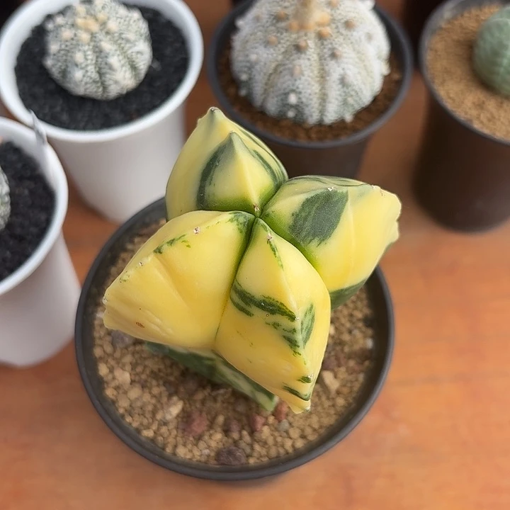 l***k孪凤玉锦仙人球12345