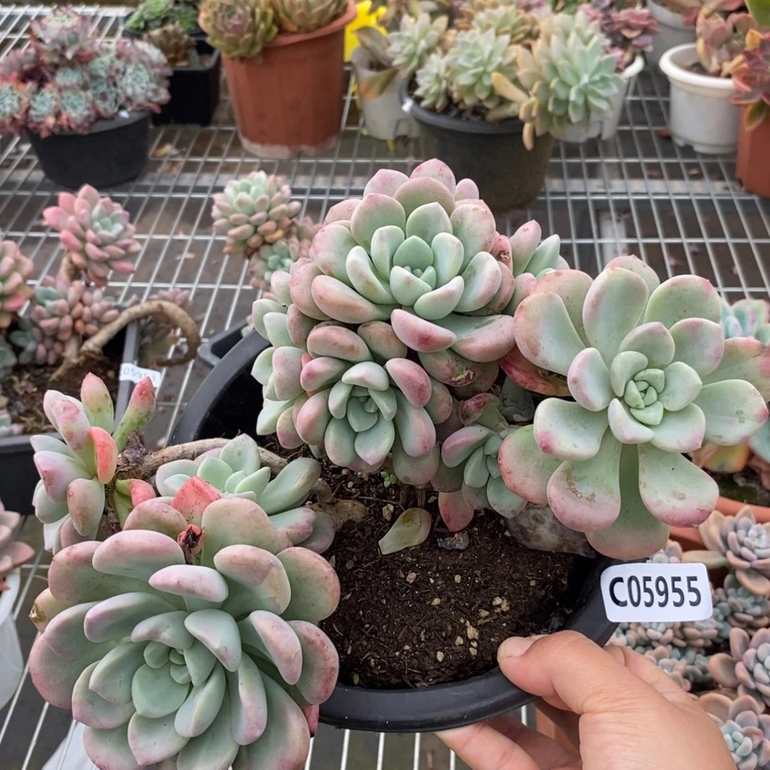 5955花斑露一物一拍