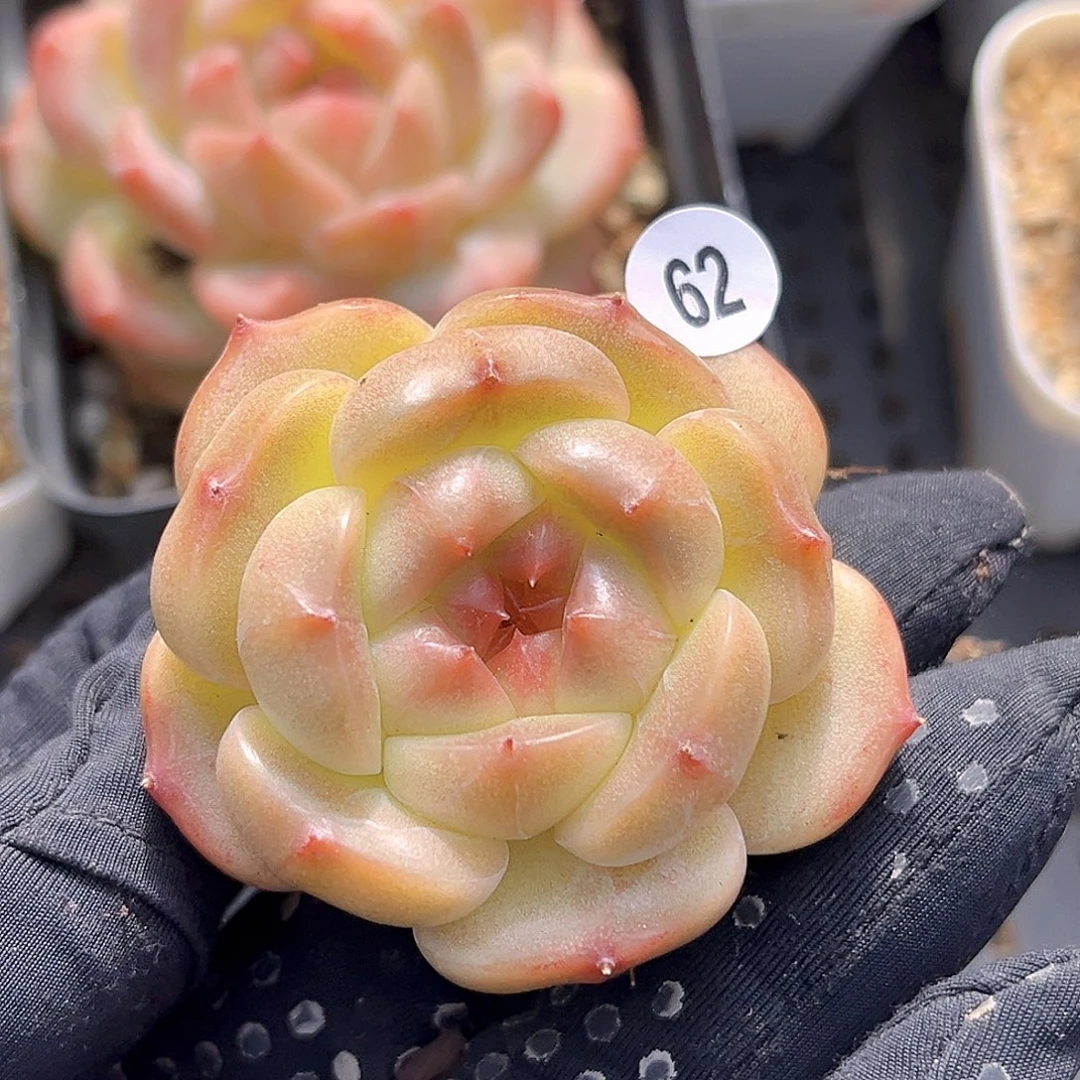 62一物一拍   游弋