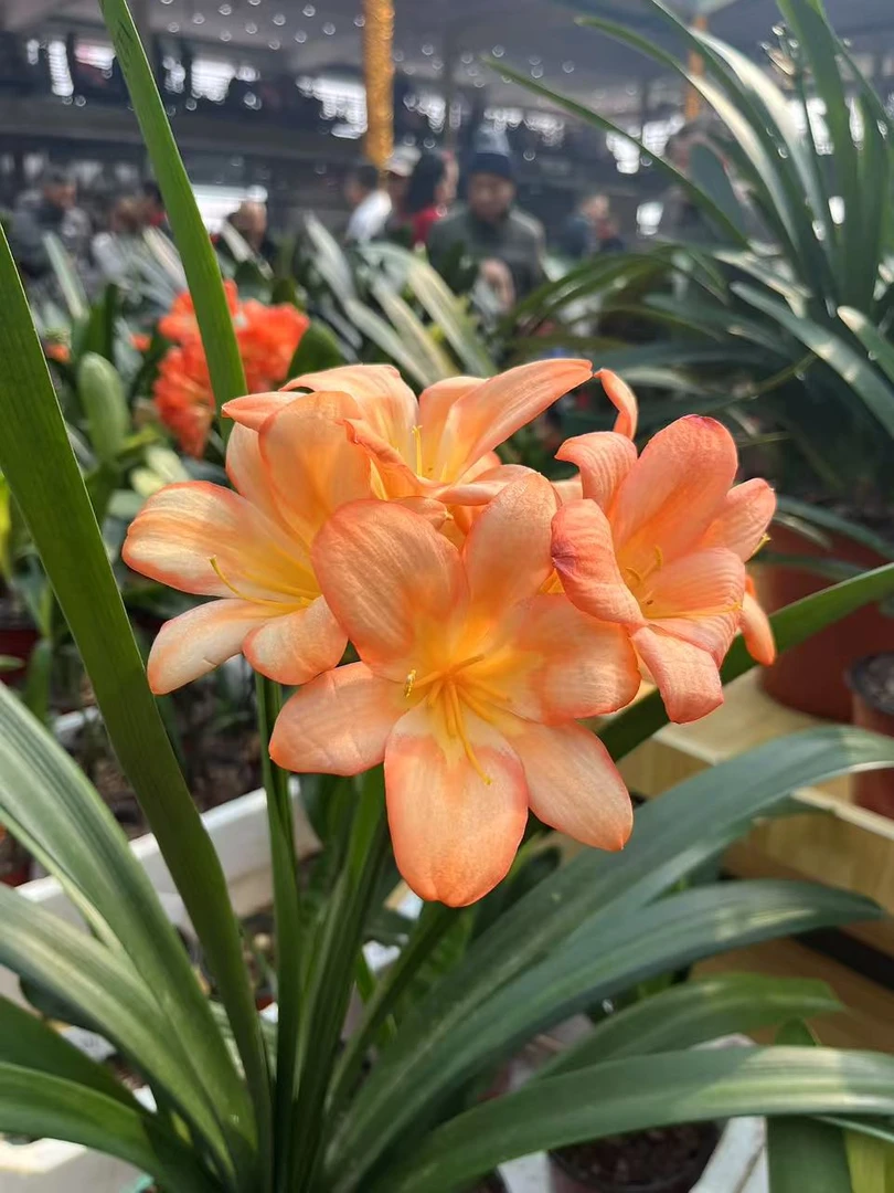 君子兰拍花链接，一物一拍不退不换