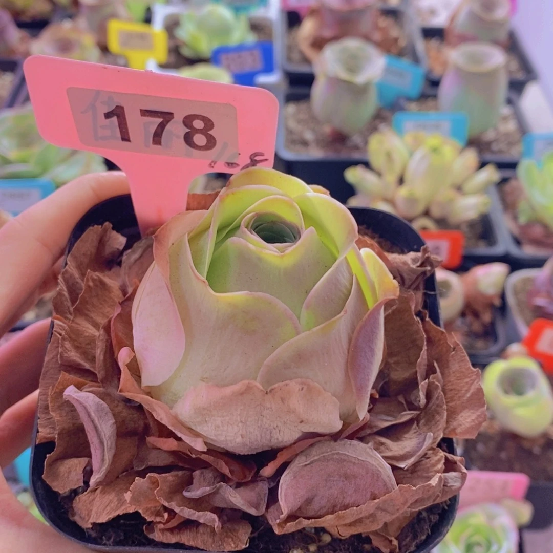 山地玫瑰一物一拍178