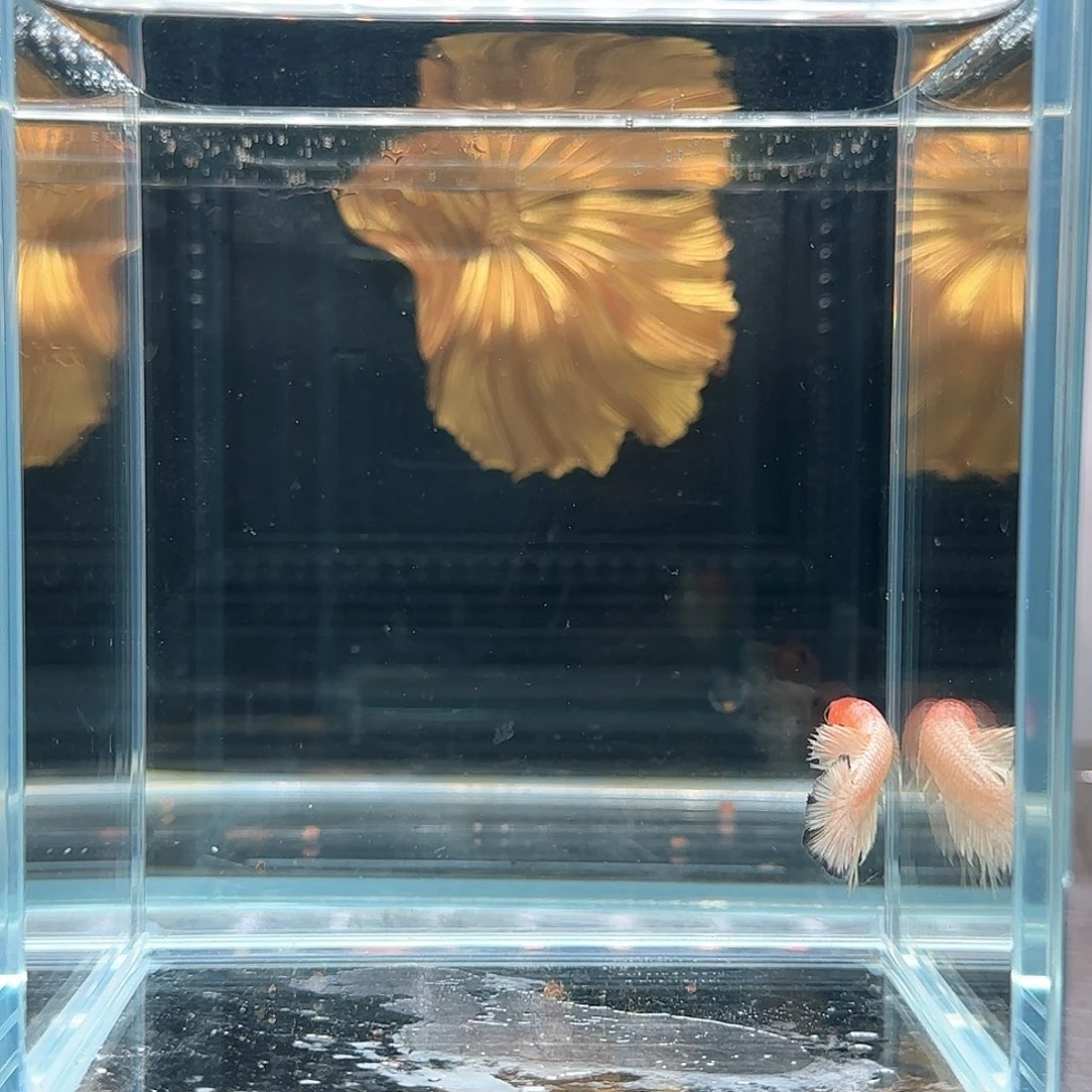 斗鱼活体观赏鱼好养耐活