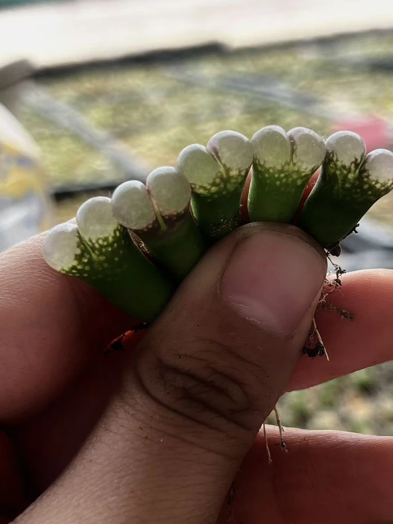 331多肉植物肉锥风铃(b23)一颗