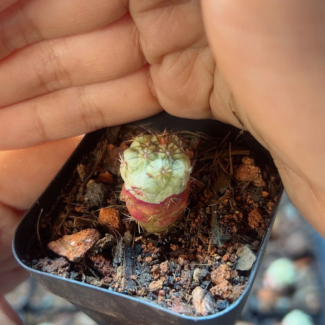 自根帝王丸1.5公分