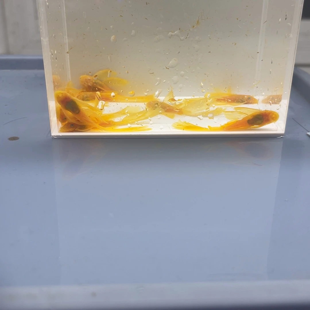 清道夫鱼大帆10条开箱视频报损