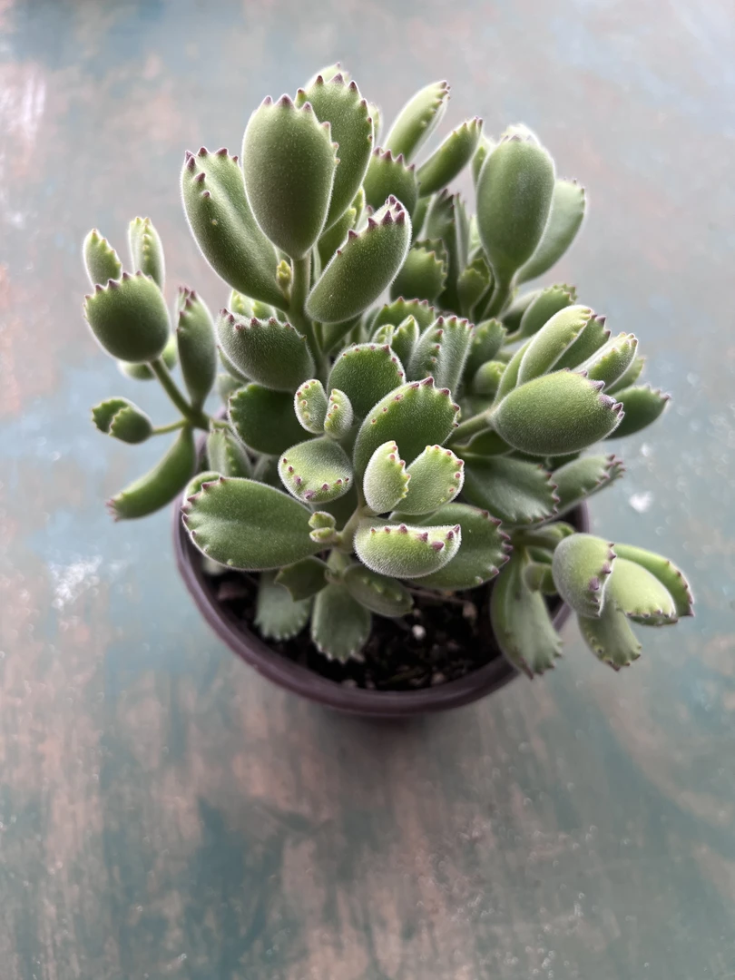 王小二多肉熊童子14杯冠幅13-15厘米多肉植物带基地原盆原土发货