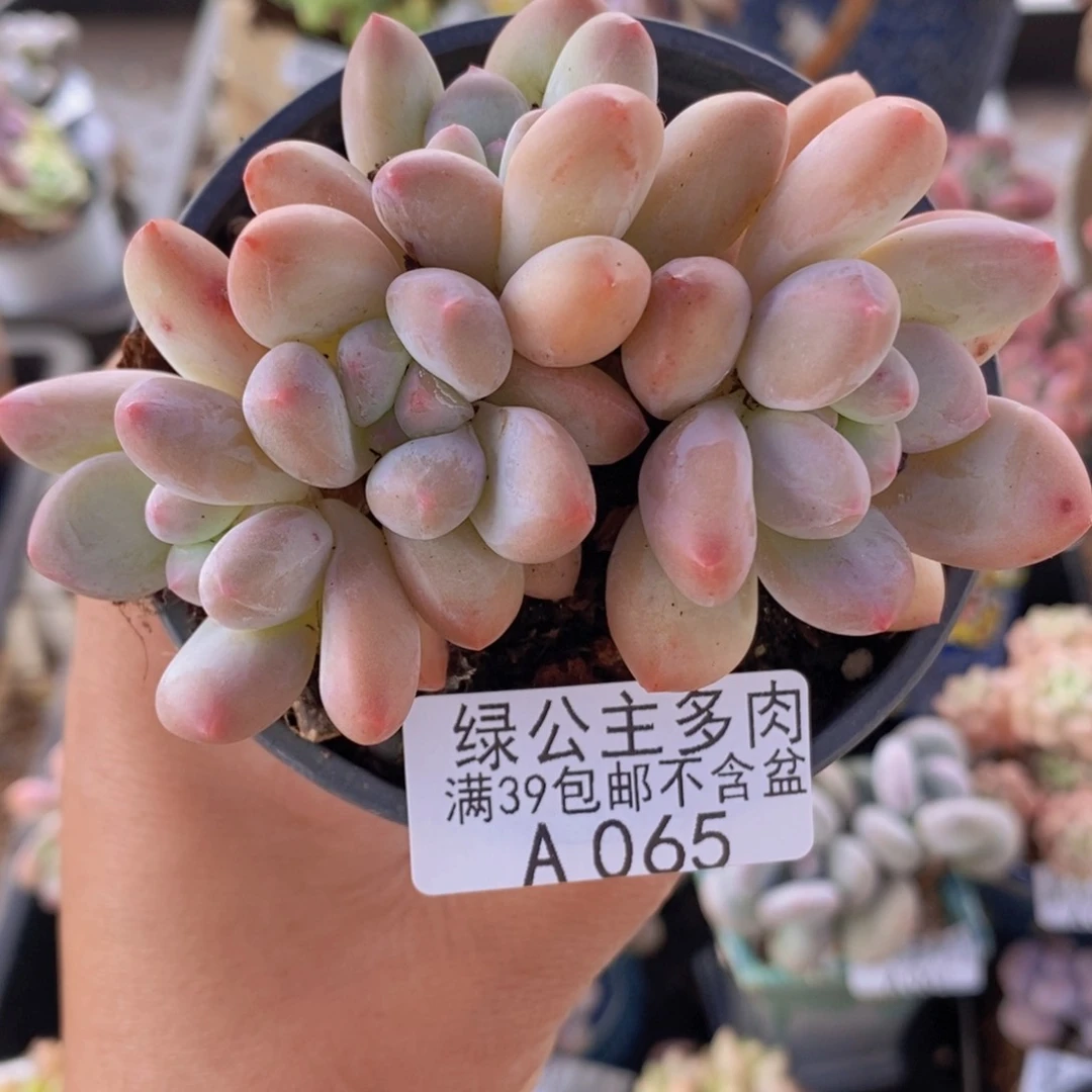 香水9cm065多肉植物