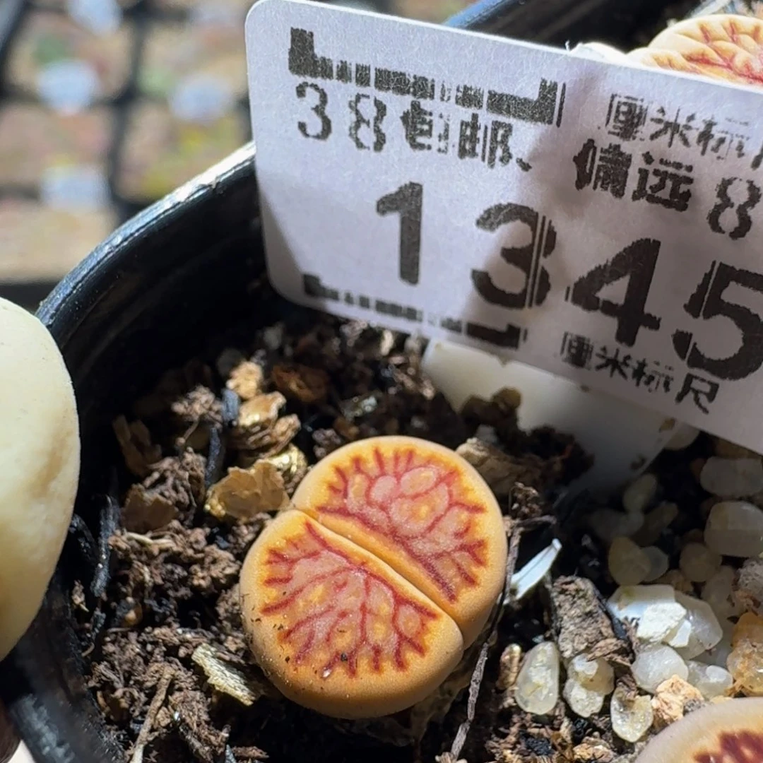 zzＺｚ生石花肉锥1345