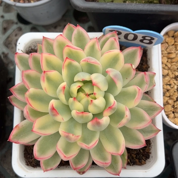 新奇兵锦一物一拍锦龙