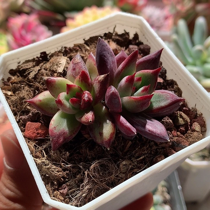 罗卡的变异锦双头