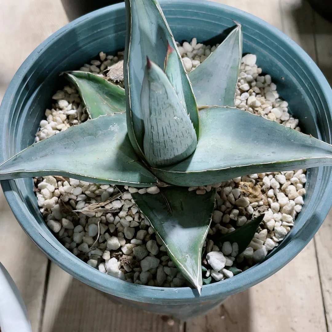 心普米拉龙舌兰包邮