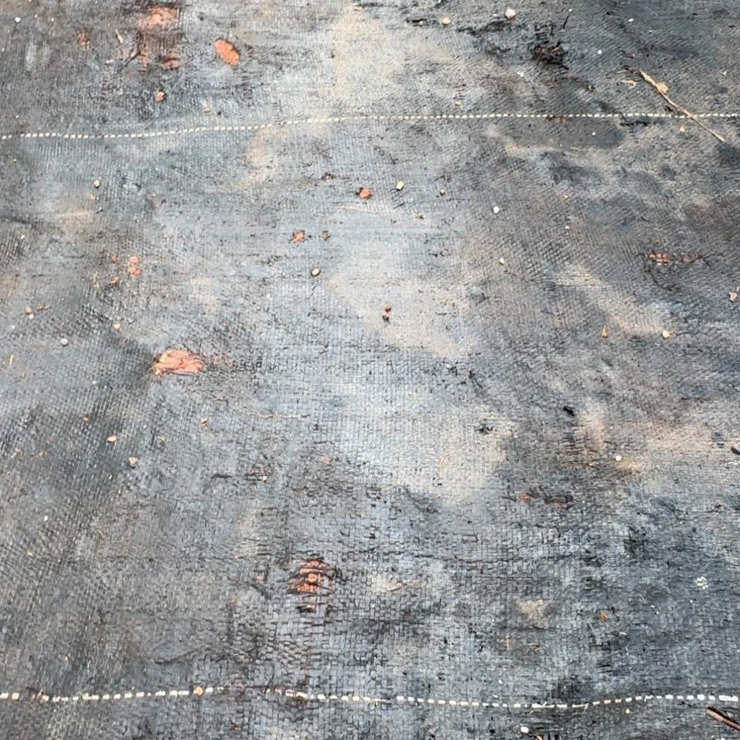 旖***旎全部花朵龙舌兰任王冠1