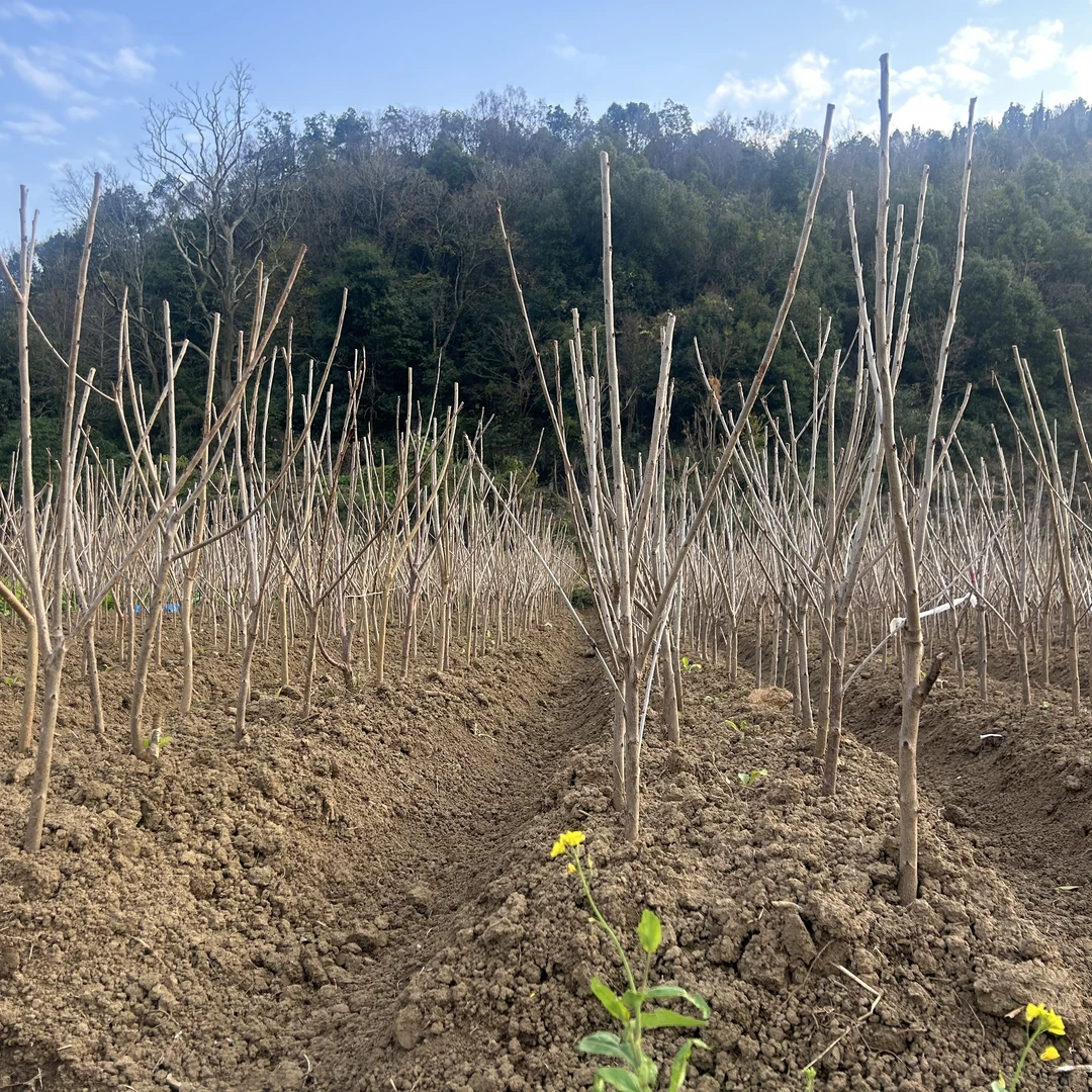 车厘子树苗低海拔地区可种大果果树自花授粉-特价苗根系稍少