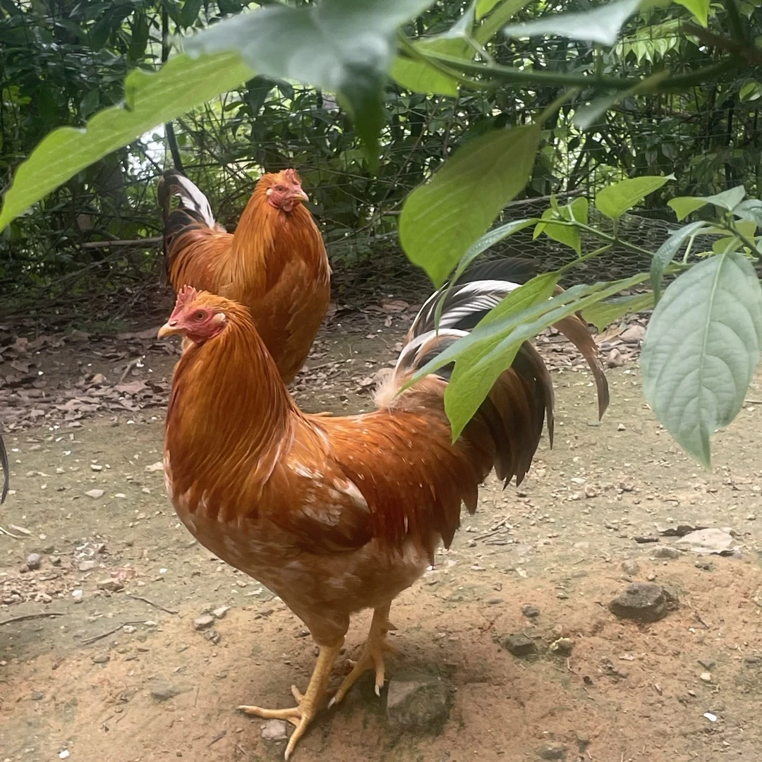 农户高山放养土阎鸡登鸡扇鸡土鸡白切鸡现杀发顺丰