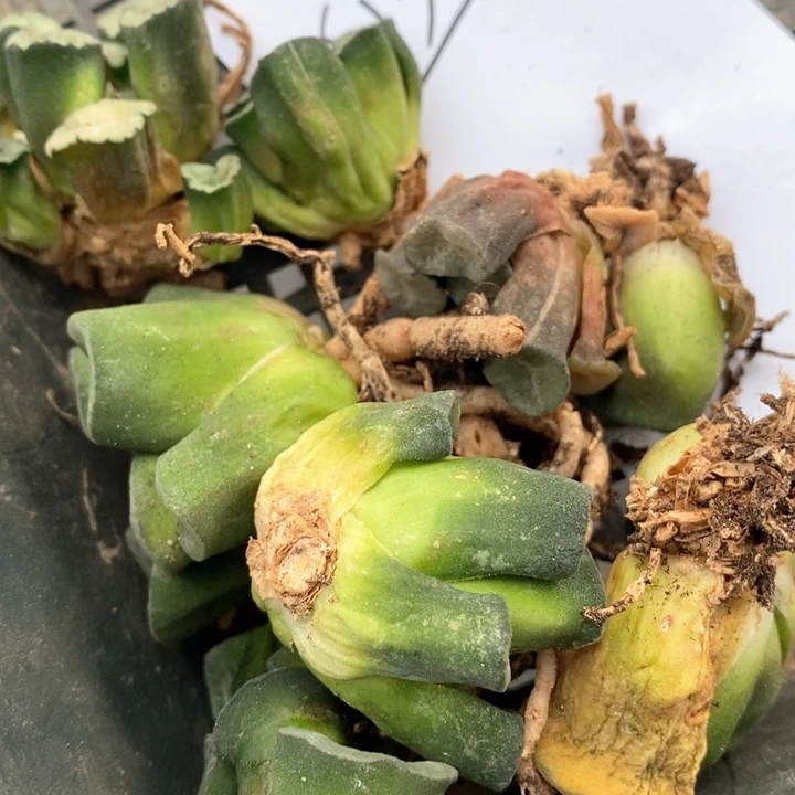 ✡️***1395。  福利。