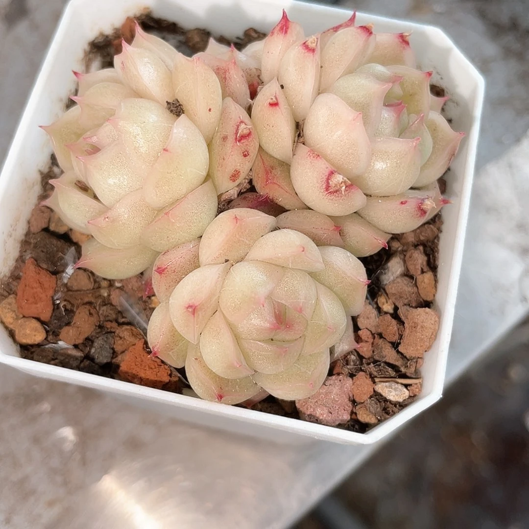 优选麦秆精品462