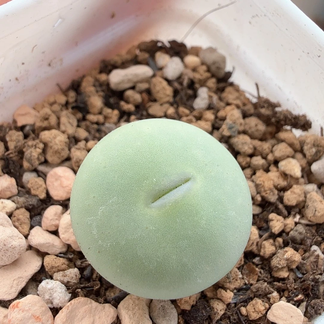 人**缘2.7.96/大型红p嘴/多肉植物