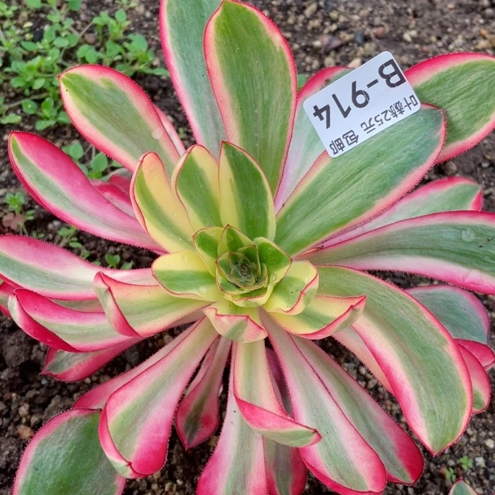 914阿波罗多肉1，12345678