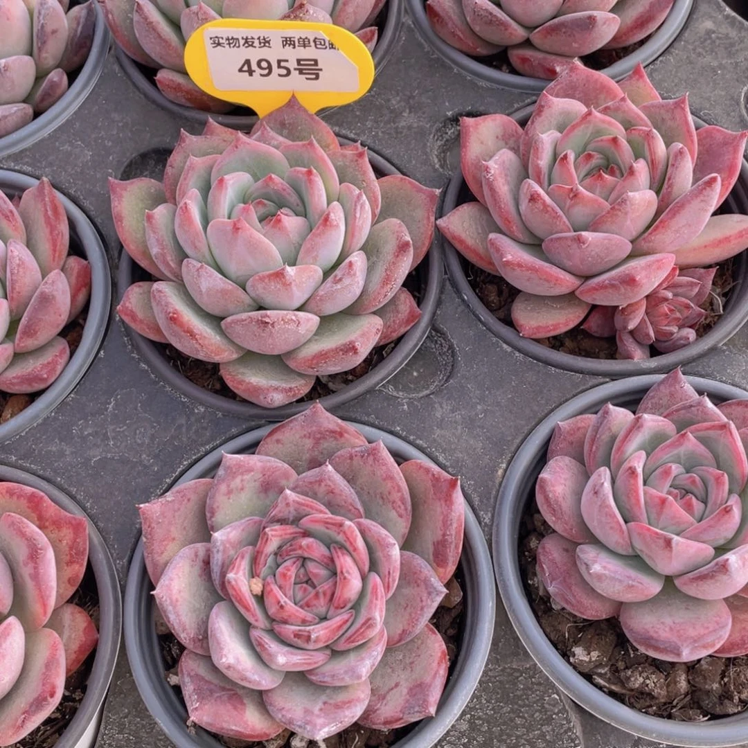 495号 宽叶韩货全状态红拉糖单头一个