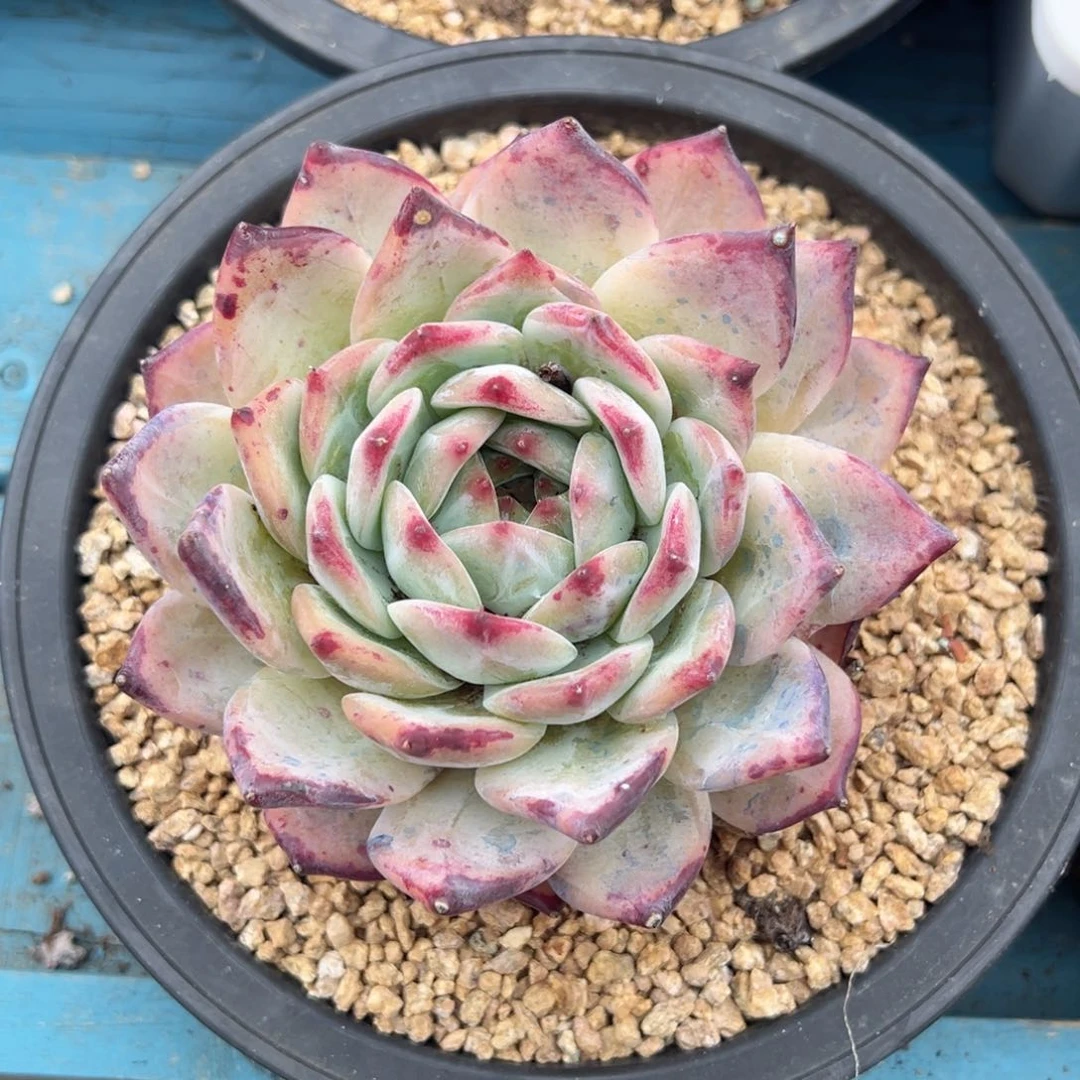 精品多肉植物老桩