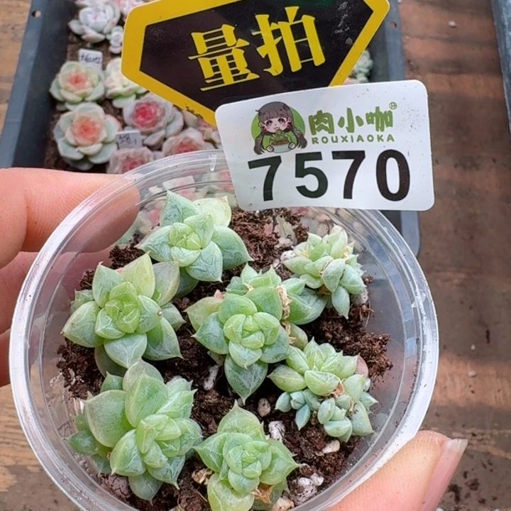 多肉植物多肉植物