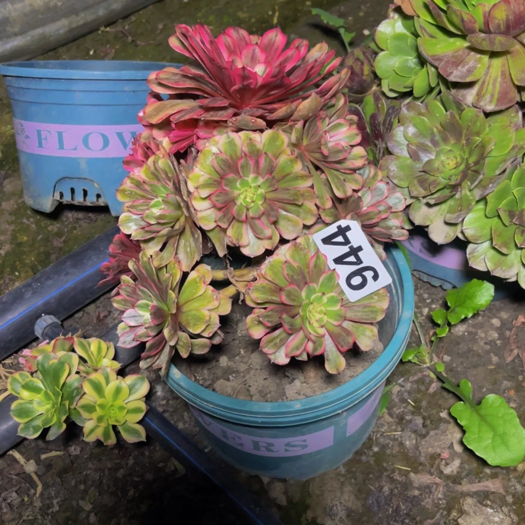 梦境法师26/////42