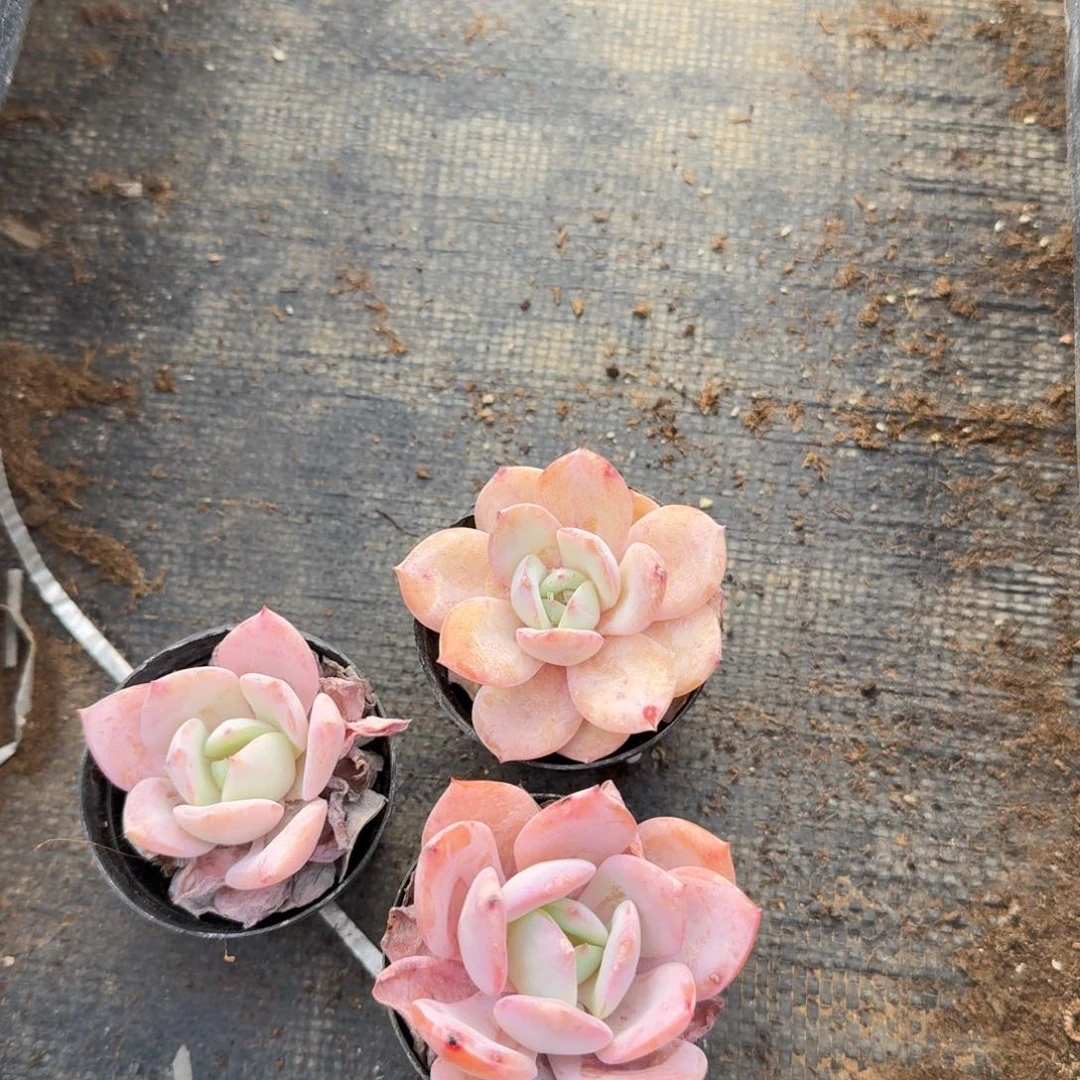 25-4雪姬带颜色两大一小量拍发货