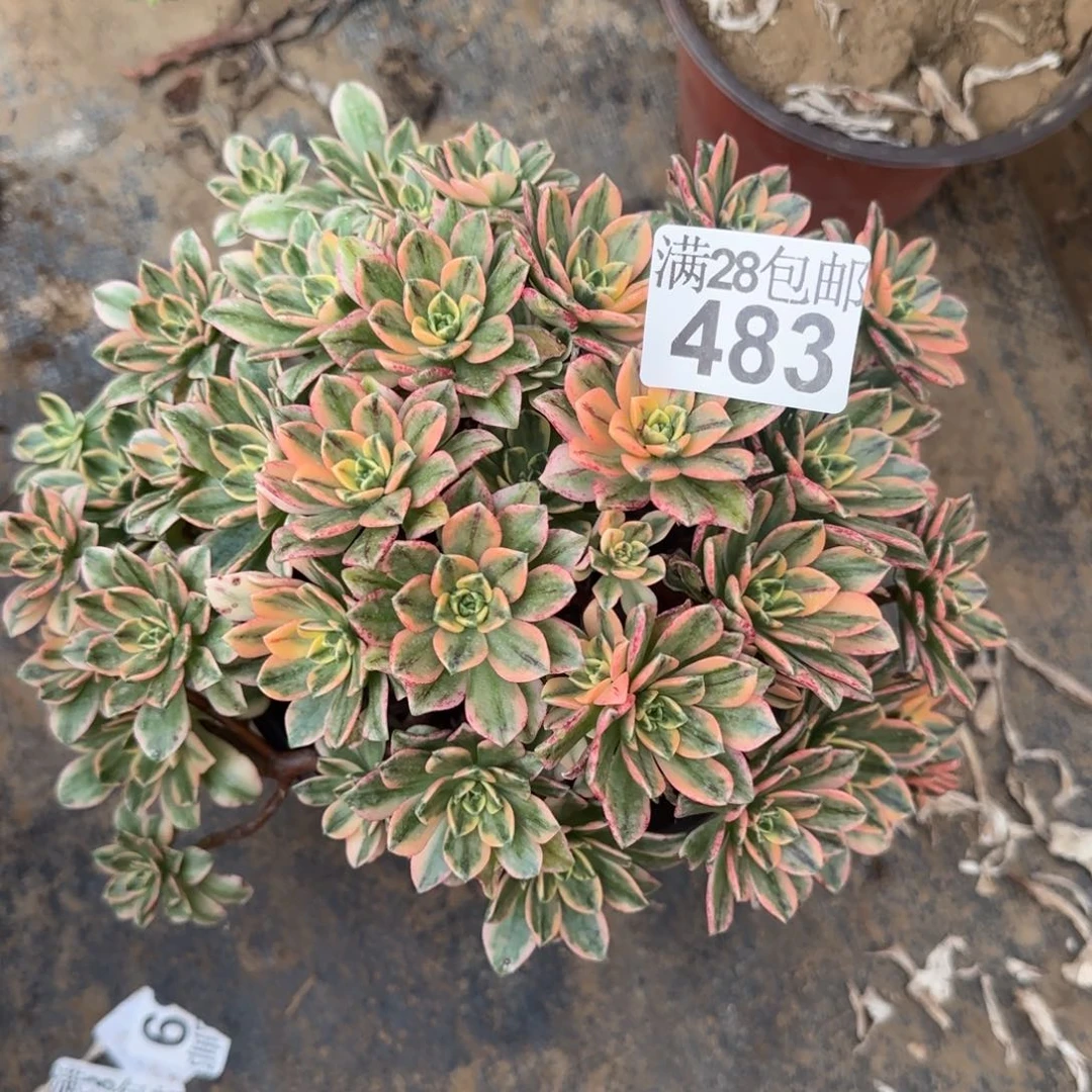 甜茶多肉483满28包邮断枝不包