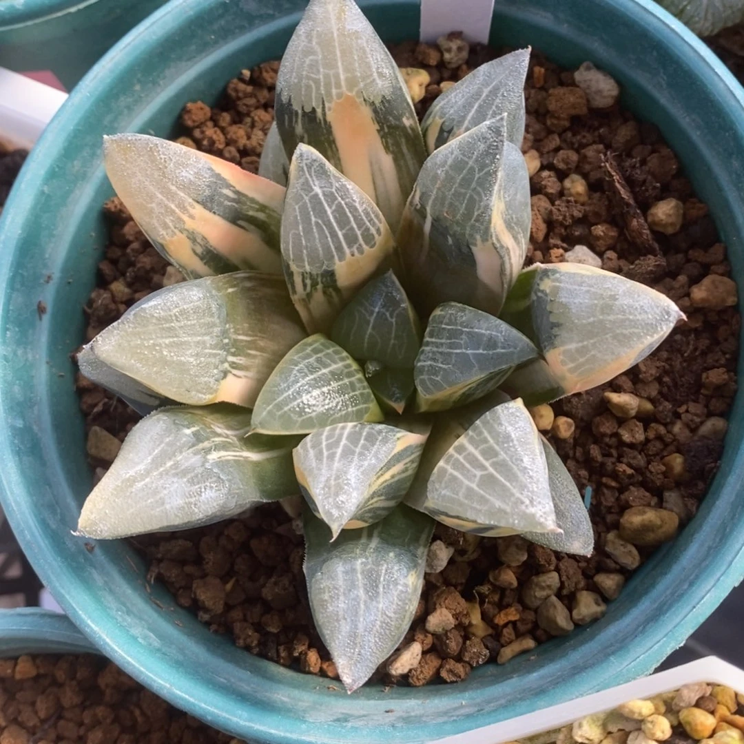 一颗实生大克锦