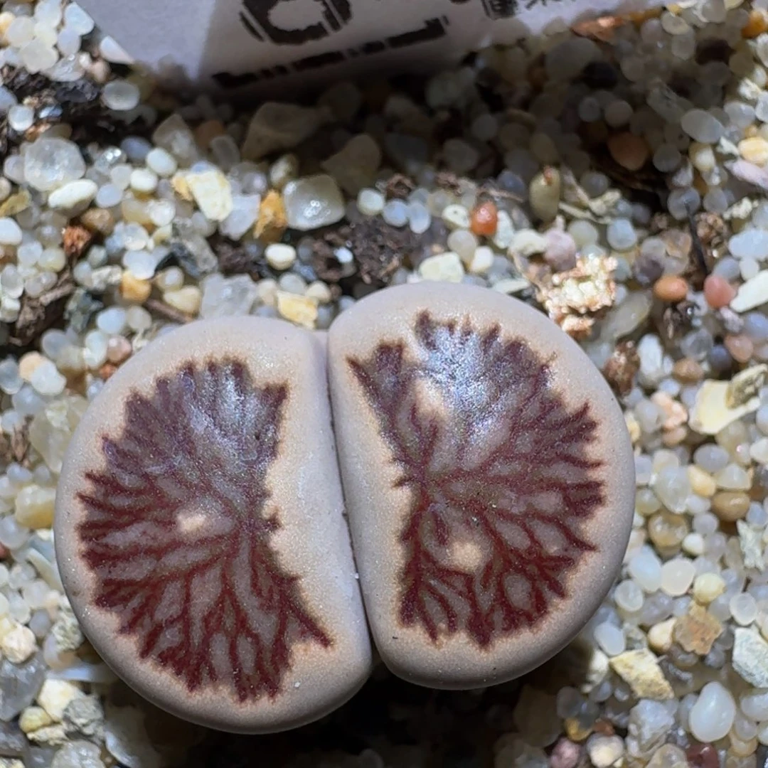 Zzzzz精品生石花841莲花菊