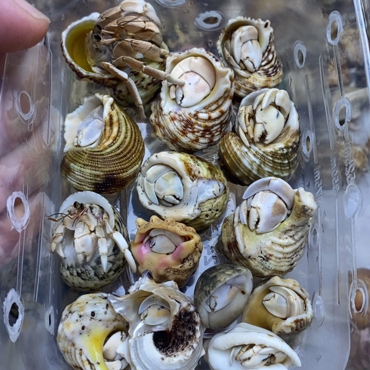 闪1福利纯西沙组合14只，没有残疾蟹