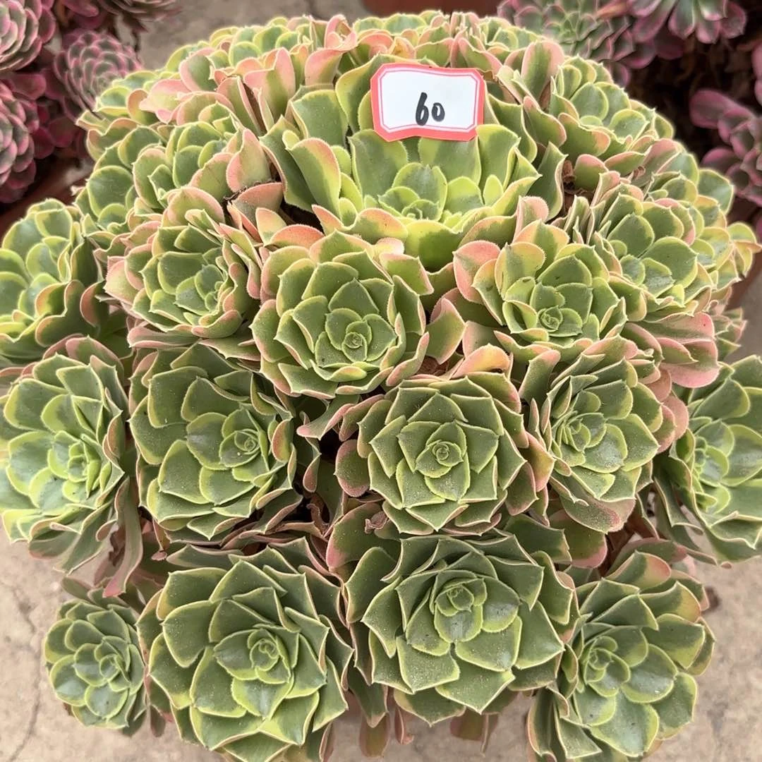 全部花朵60特斯拉多肉植物