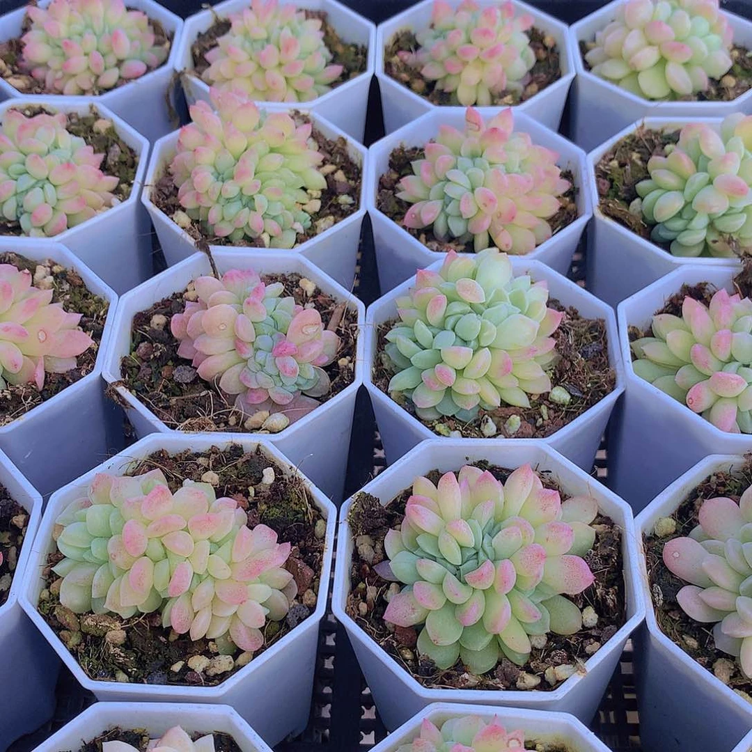 冰玉缀化245678899990