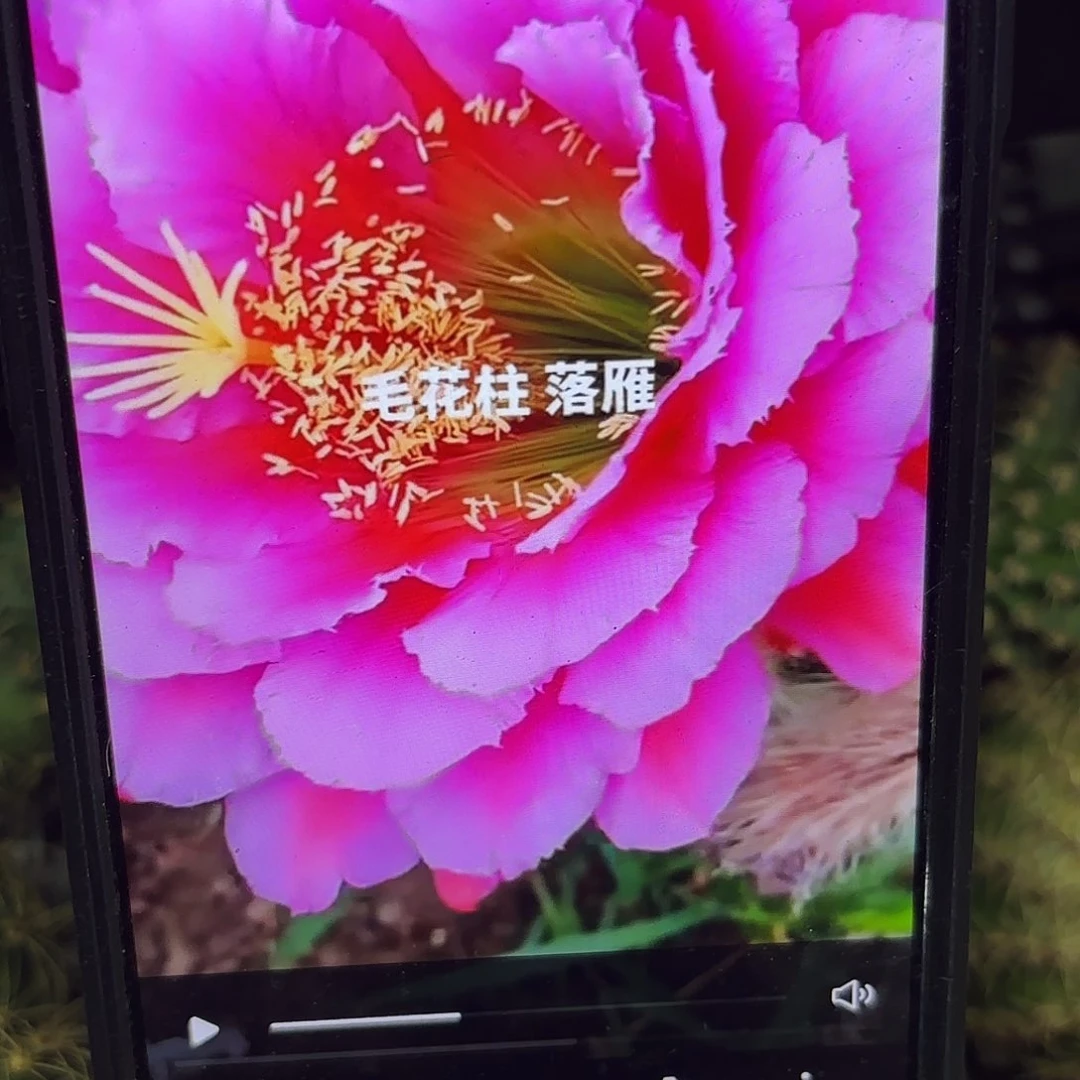 落雁毛侧牙20包邮18