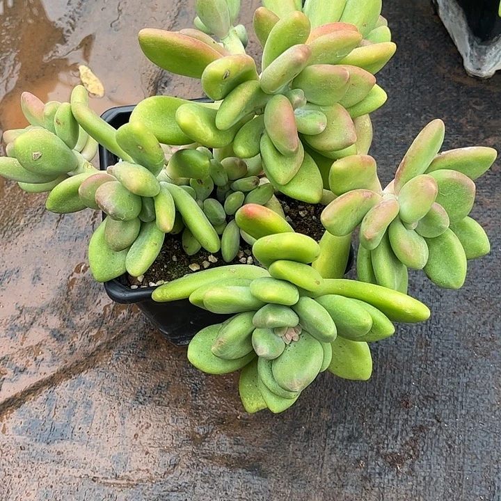 艳***芒果奶群，一物一拍