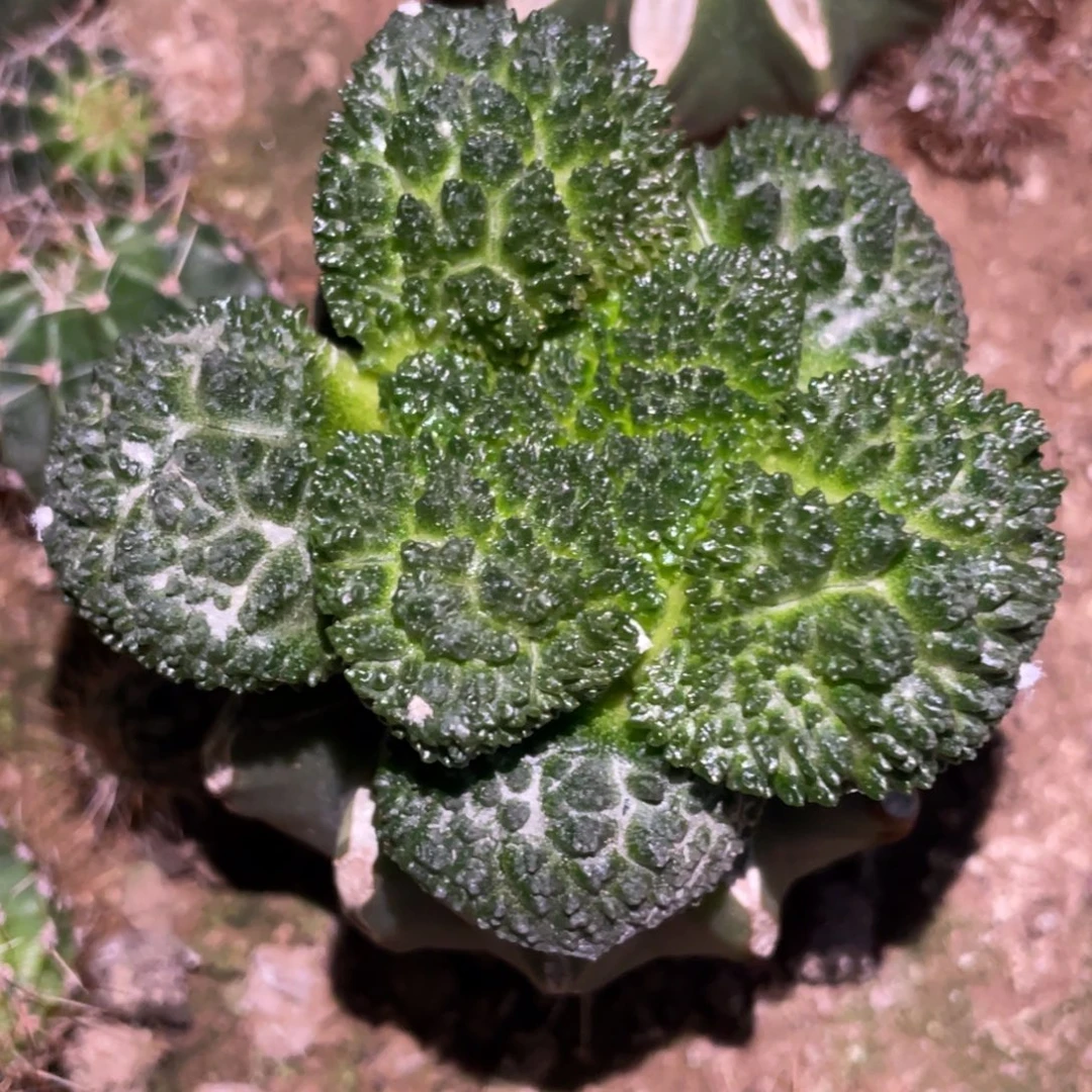 肥****全部花朵哥斯拉 仙人球开花