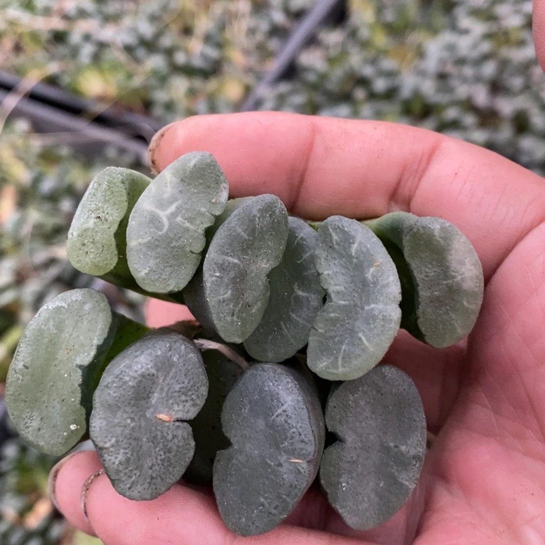 716 一颗大蓝镜玉扇 超级福利