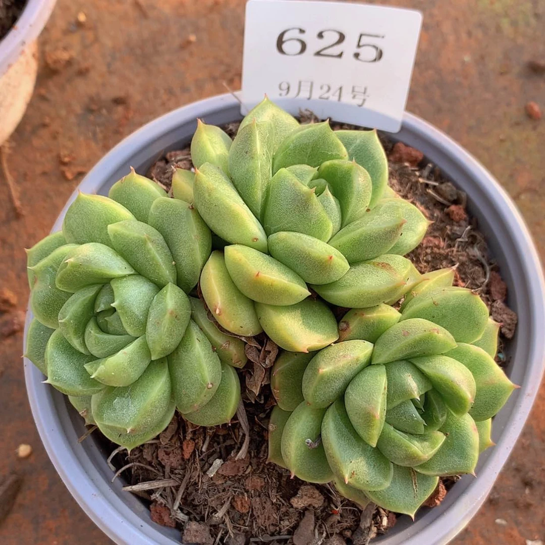 【闪购商品】云625号