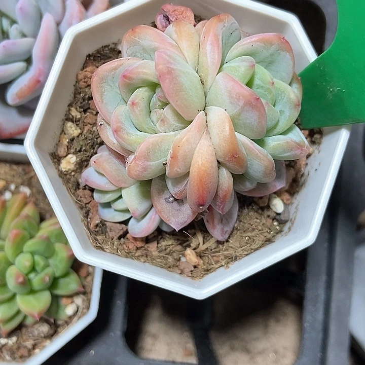 不***猫多肉植物1025多肉