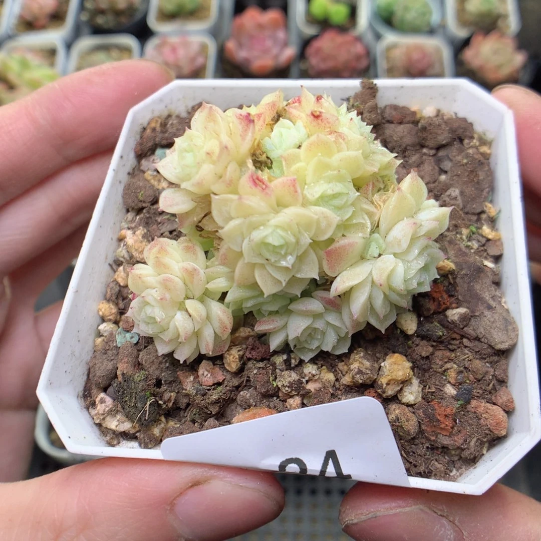 W24y y y y y y y y y y y