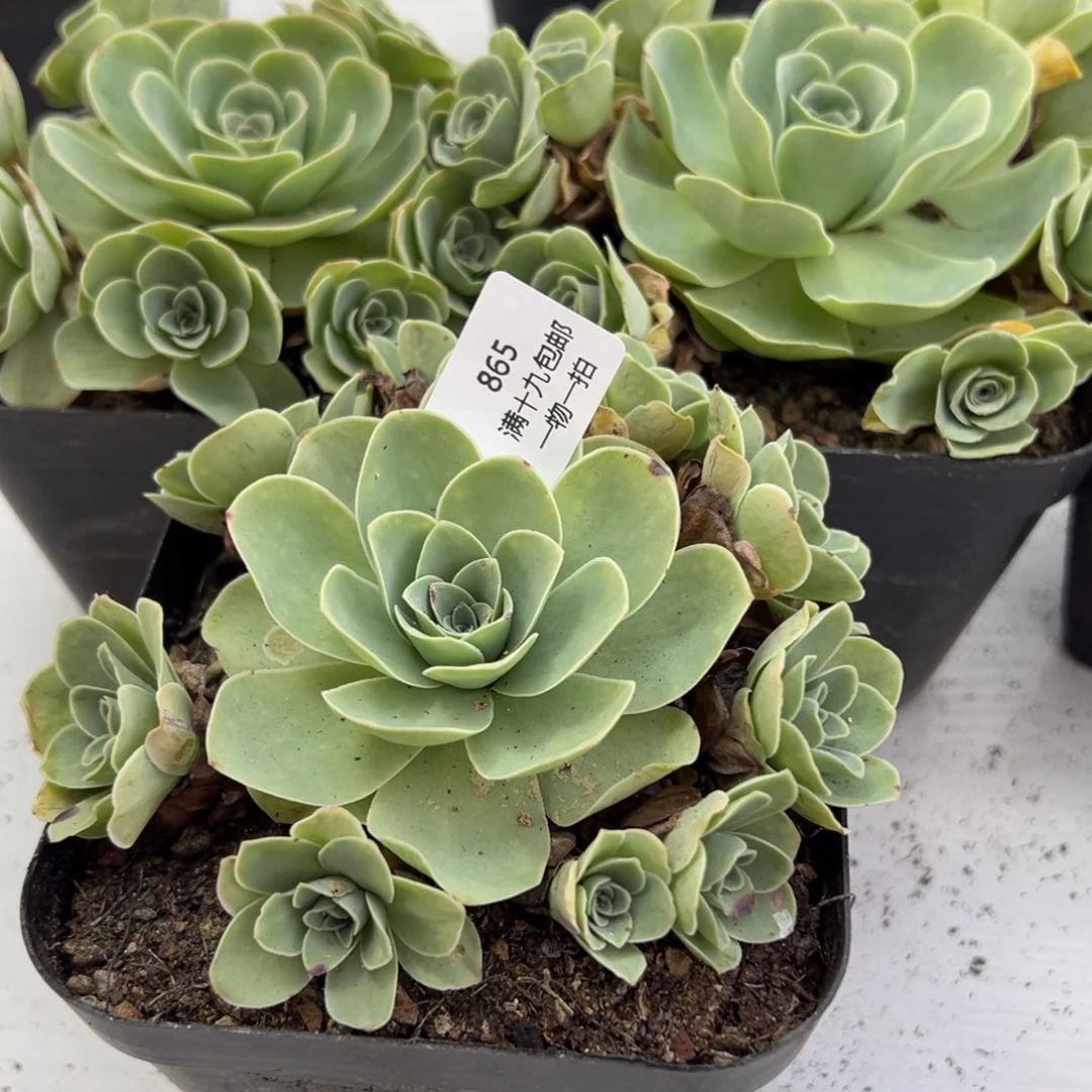 865 山地玫瑰基地带盆土