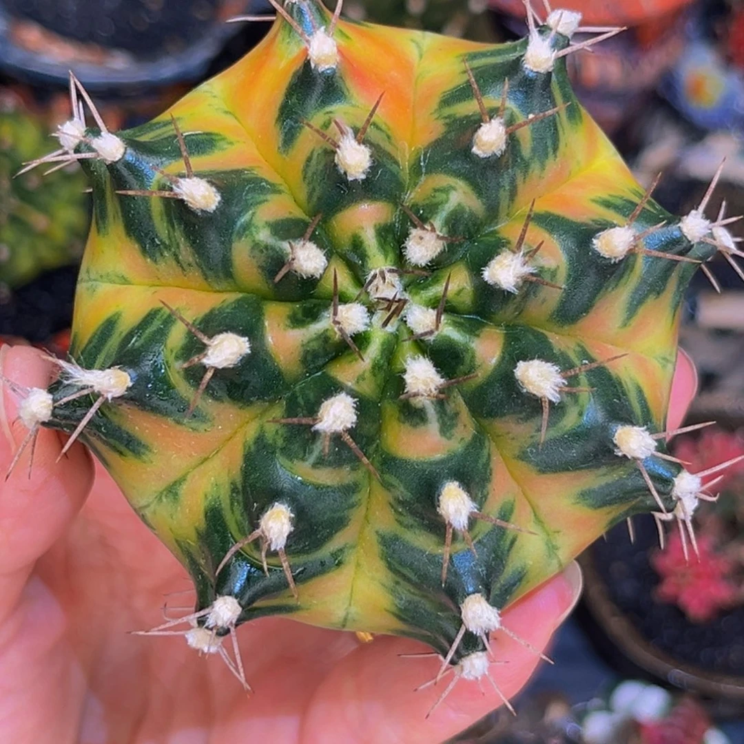 乌贼a后代 米哈仙人球