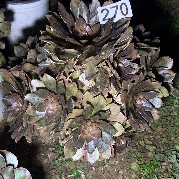 千面男爵270多肉不包断