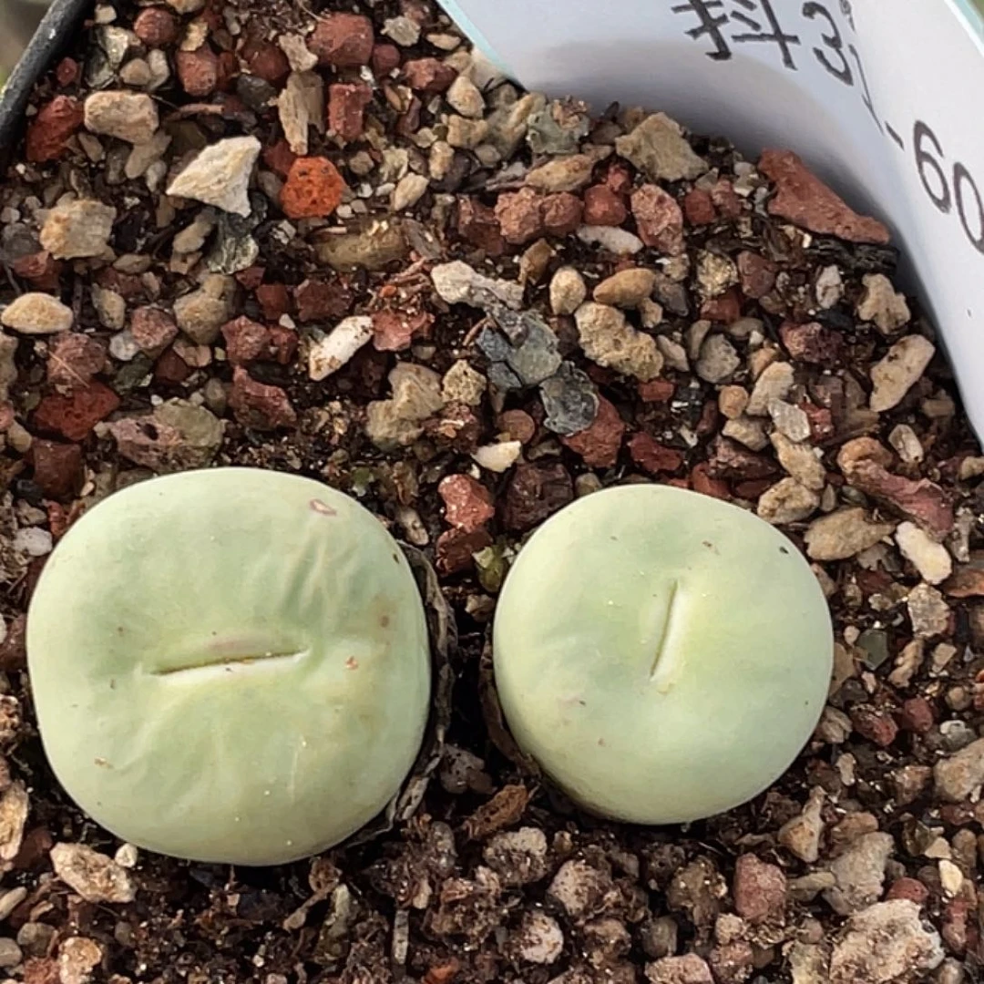 31-60嘴多肉植物肉锥